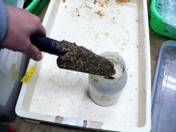 クワガタの幼虫飼育容器にショベルでマットを入れます。