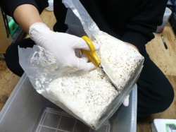 袋の中の菌床ブロックを収納ケースに移します。