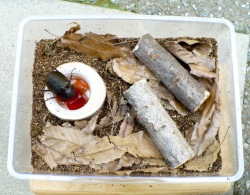 カブトムシの産卵セットの完成です。